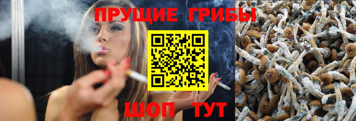 Псилоцибиновые грибы Psilocybine cubensis  Вход с VPN  Заводоуковск 